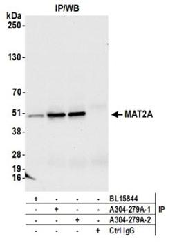 Detection of human MAT2A by western blot of immunoprecipitates.