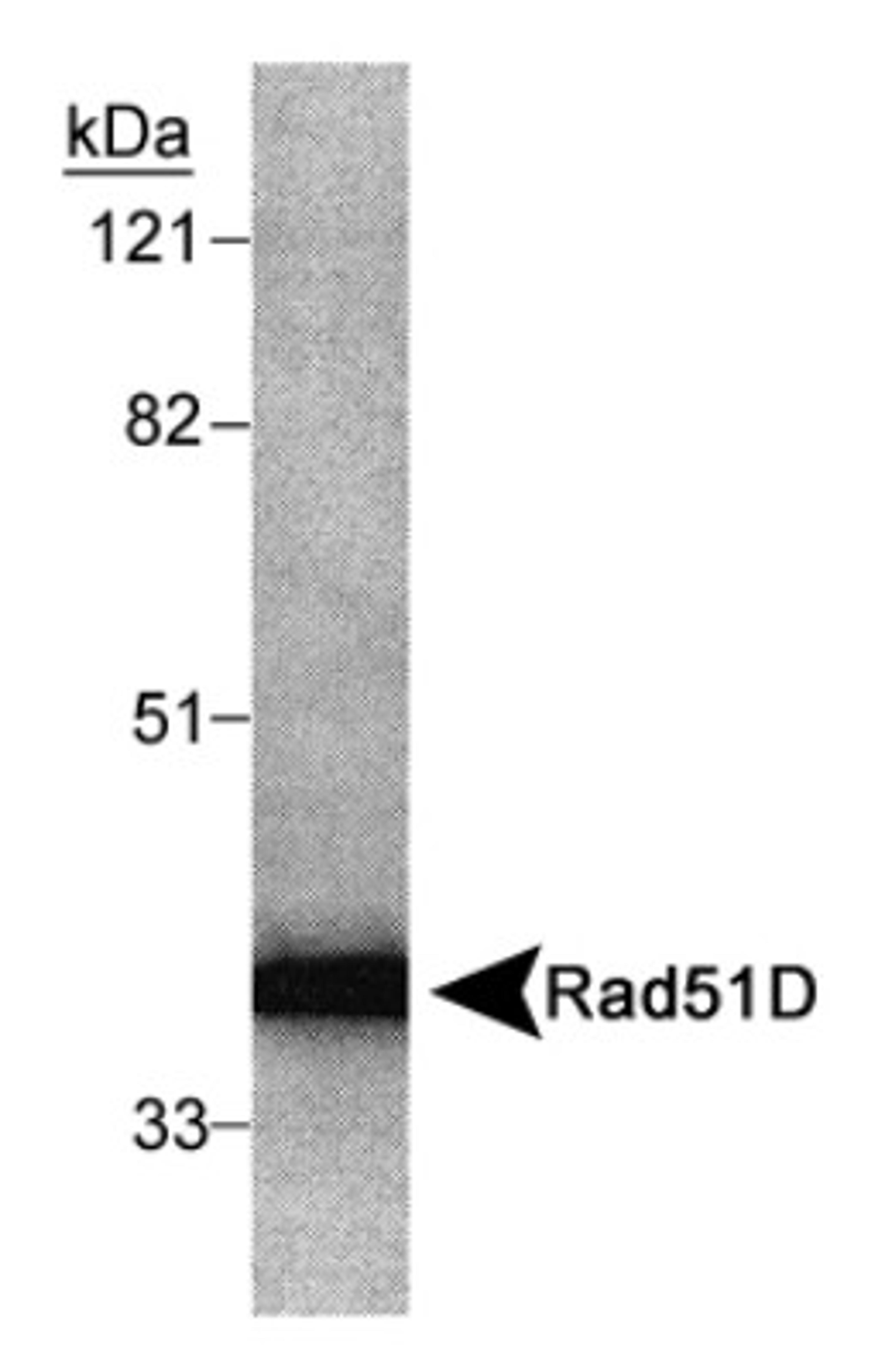 Western Blot: Rad51D Antibody [NB100-166] - Detection of Rad51D (35 kDa) from Hela S3 cell extract.