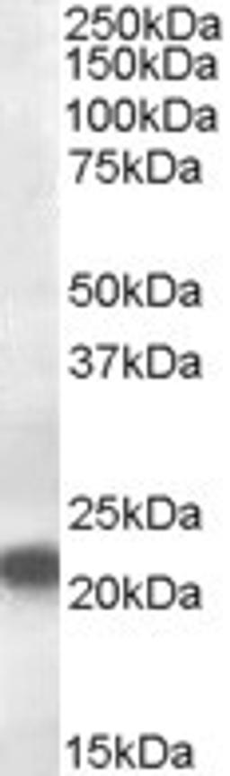 46-578 (0.5ug/ml) staining of Rat Kidney lysate (35ug protein in RIPA buffer). Primary incubation was 1 hour. Detected by chemiluminescence.