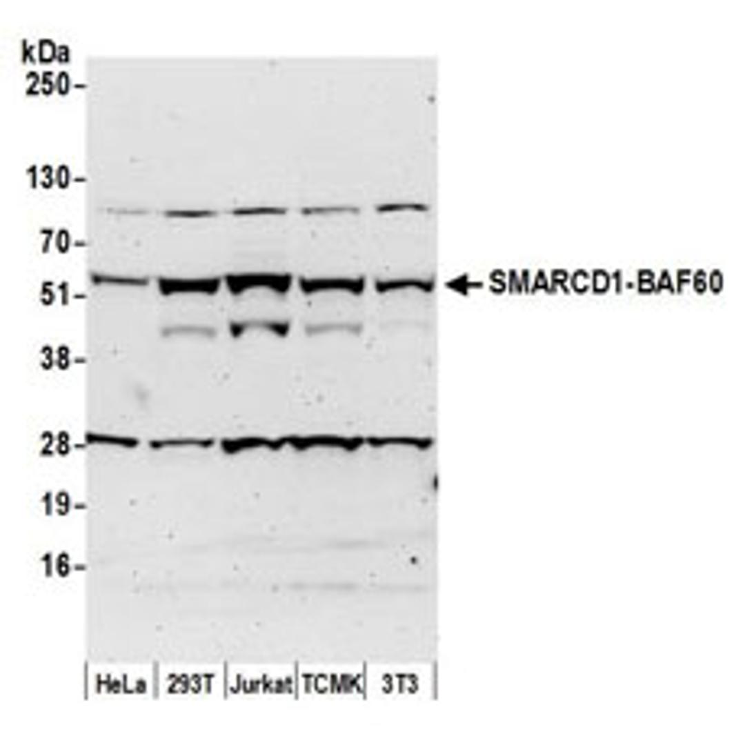 Detection of human and mouse SMARCD1-BAF60a by western blot.