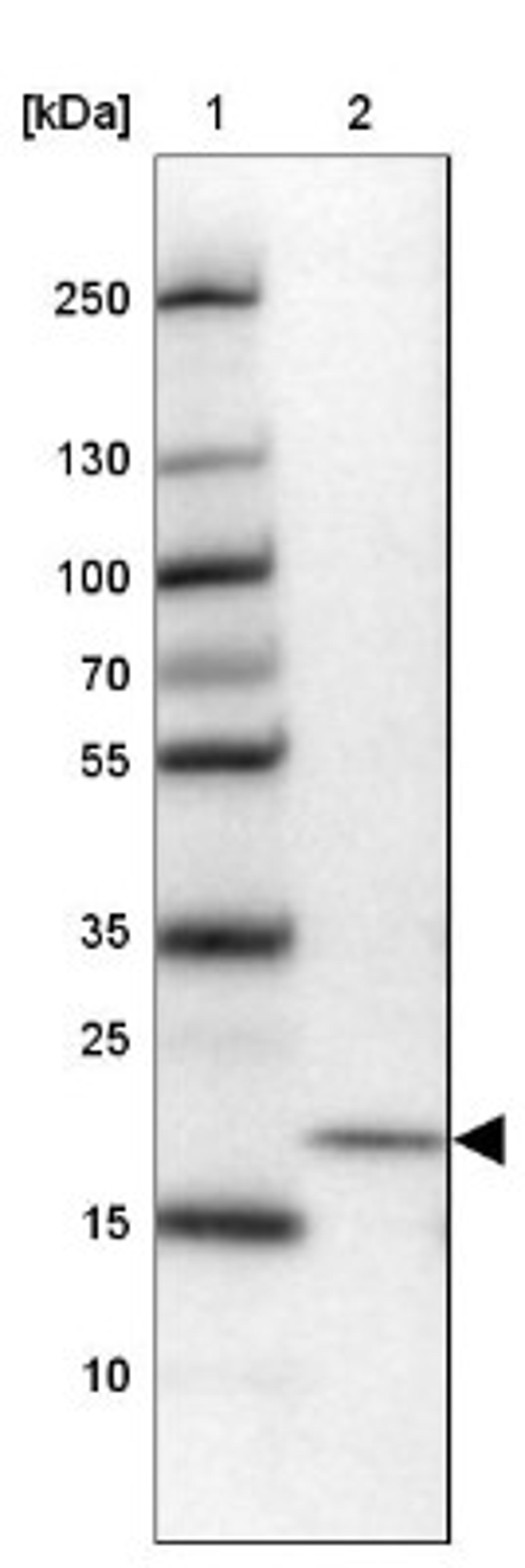 Western Blot: ZNF580 Antibody [NBP2-47565] - Lane 1: Marker [kDa] 250, 130, 100, 70, 55, 35, 25, 15, 10.  Lane 2: Human cell line HEK 293