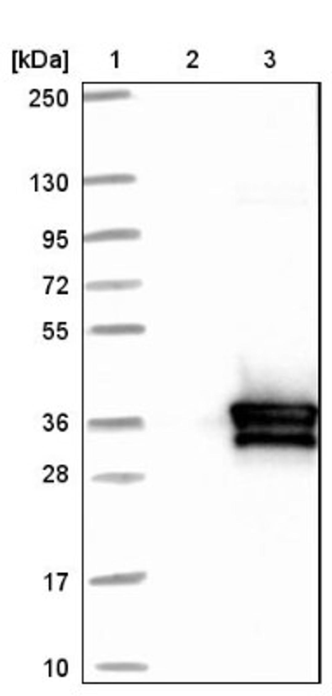 Western Blot: HVSL1 Antibody [NBP1-82268] - Lane 1: Marker [kDa] 250, 130, 95, 72, 55, 36, 28, 17, 10<br/>Lane 2: Negative control (vector only transfected HEK293T lysate)<br/>Lane 3: Over-expression lysate (Co-expressed with a C-terminal myc-DDK tag (~3.1 kDa) in mammalian HEK293T cells, LY411214)