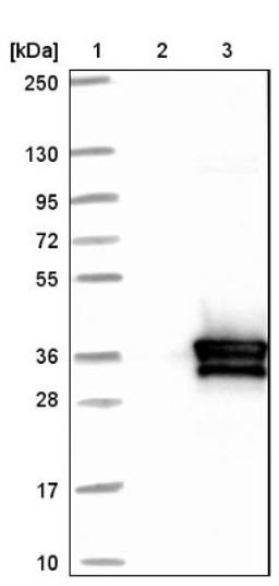 Western Blot: HVSL1 Antibody [NBP1-82268] - Lane 1: Marker [kDa] 250, 130, 95, 72, 55, 36, 28, 17, 10<br/>Lane 2: Negative control (vector only transfected HEK293T lysate)<br/>Lane 3: Over-expression lysate (Co-expressed with a C-terminal myc-DDK tag (~3.1 kDa) in mammalian HEK293T cells, LY411214)