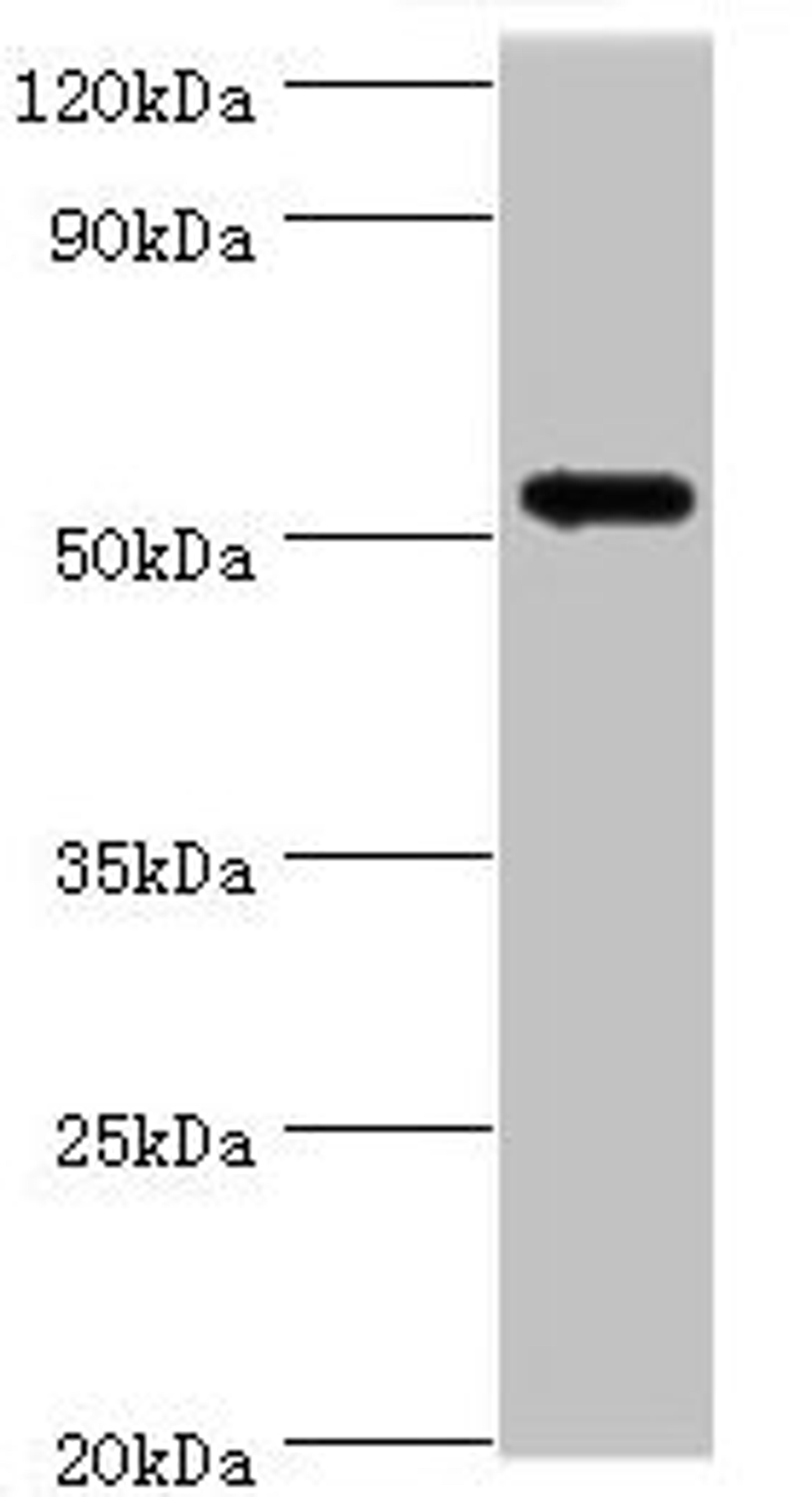 Western blot. All lanes: CAMK1G antibody at 5µg/ml + HL60 whole cell lysate. Secondary. Goat polyclonal to rabbit IgG at 1/10000 dilution. Predicted band size: 54, 52 kDa. Observed band size: 54 kDa
