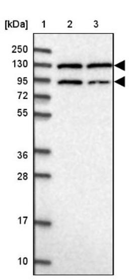 Western Blot: PAM Antibody [NBP2-34075] - Lane 1: Marker [kDa] 250, 130, 95, 72, 55, 36, 28, 17, 10<br/>Lane 2: Human cell line RT-4<br/>Lane 3: Human cell line U-251MG sp