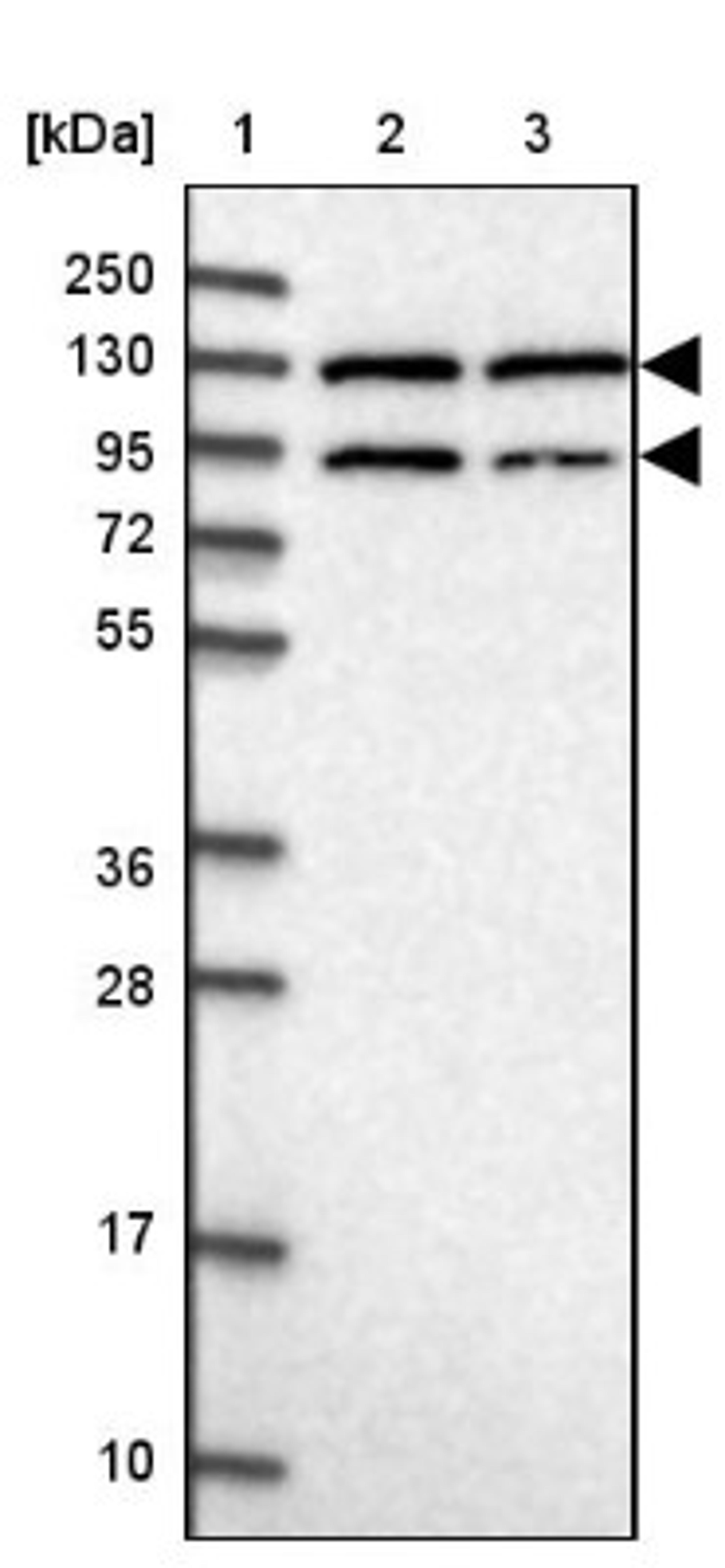 Western Blot: PAM Antibody [NBP2-34075] - Lane 1: Marker [kDa] 250, 130, 95, 72, 55, 36, 28, 17, 10<br/>Lane 2: Human cell line RT-4<br/>Lane 3: Human cell line U-251MG sp