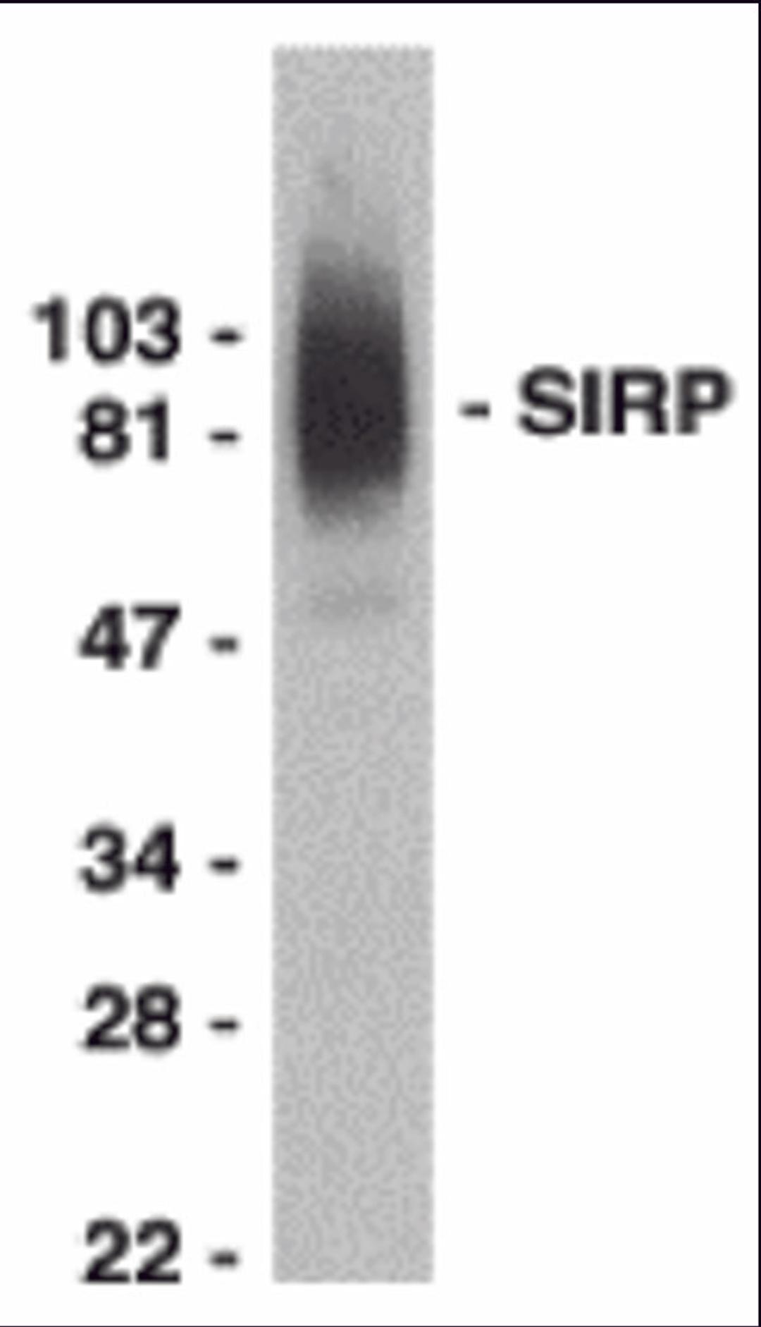 Western blot analysis of SIRP alpha in THP-1 whole cell lysate with SIRP alpha antibody at 0.5 μg/mL.