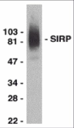Western blot analysis of SIRP alpha in THP-1 whole cell lysate with SIRP alpha antibody at 0.5 μg/mL.