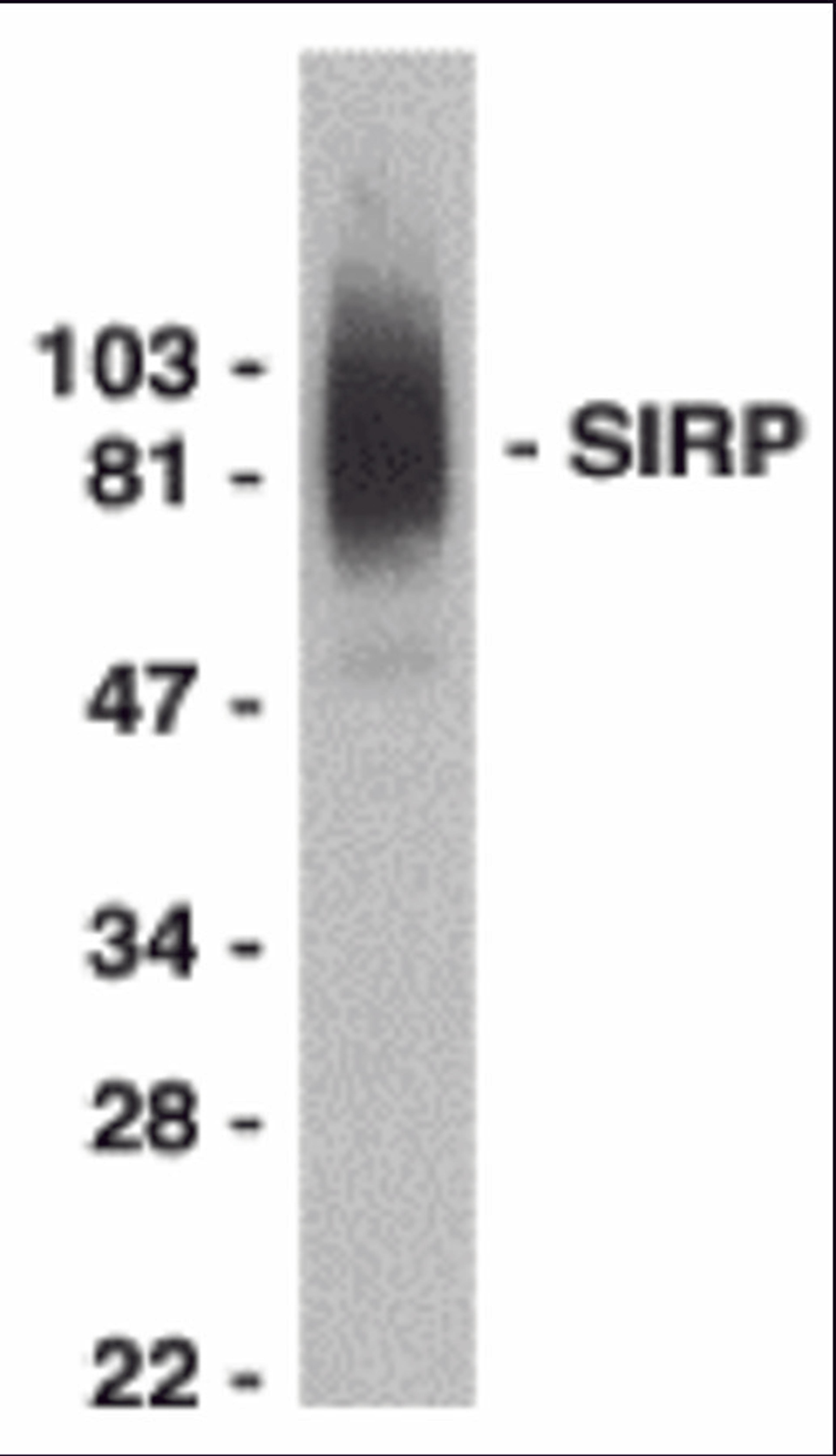 Western blot analysis of SIRP alpha in THP-1 whole cell lysate with SIRP alpha antibody at 0.5 μg/mL.