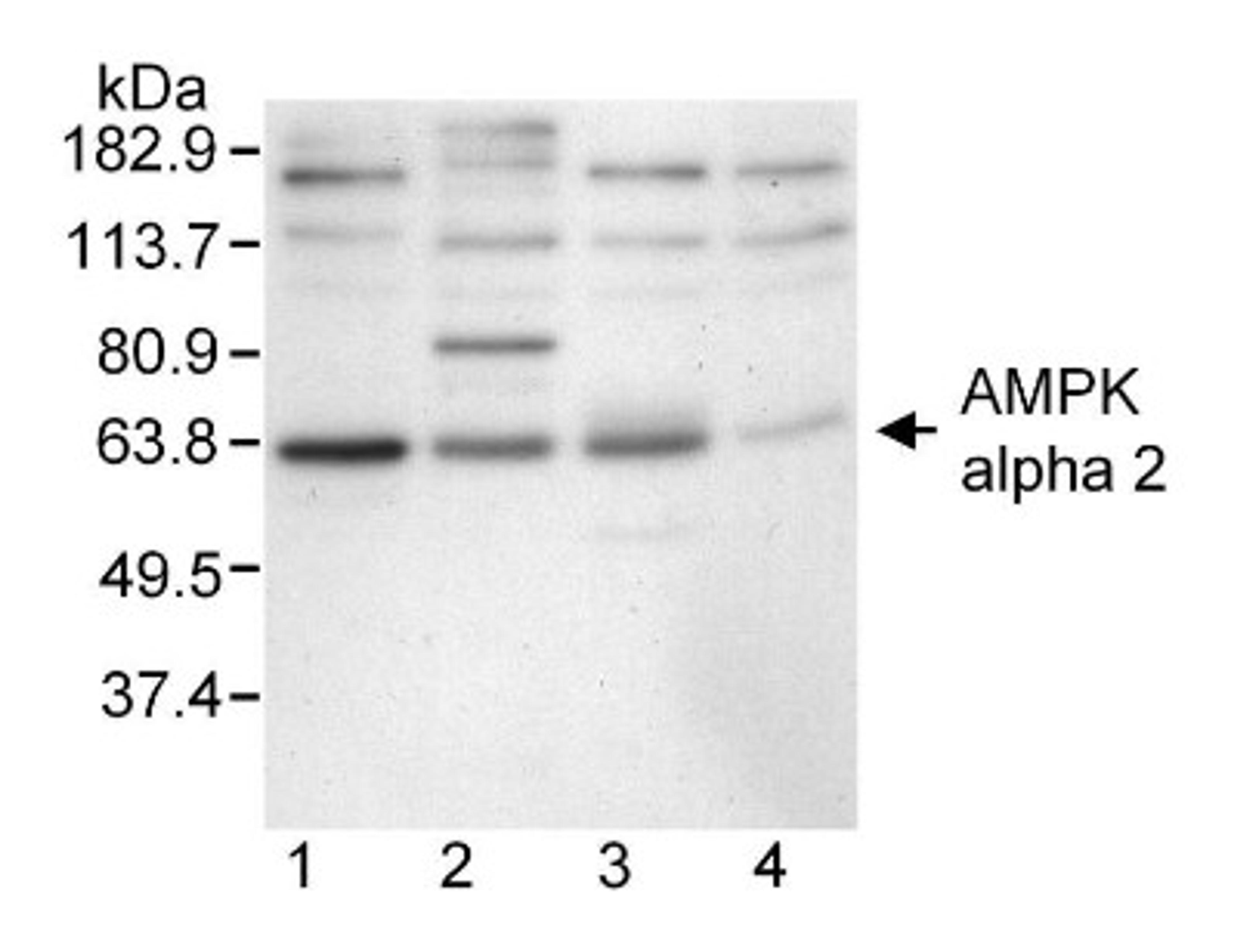 Western Blot: AMPK alpha 2 Antibody [NB100-238] - Extracts from 1. bovine aortic endothelial cells, 2. rat aortic smooth muscle cells, 3. HepG2 cells, or 4. human aortic endothelial cells.  Antibody used at 2 ug/ml.