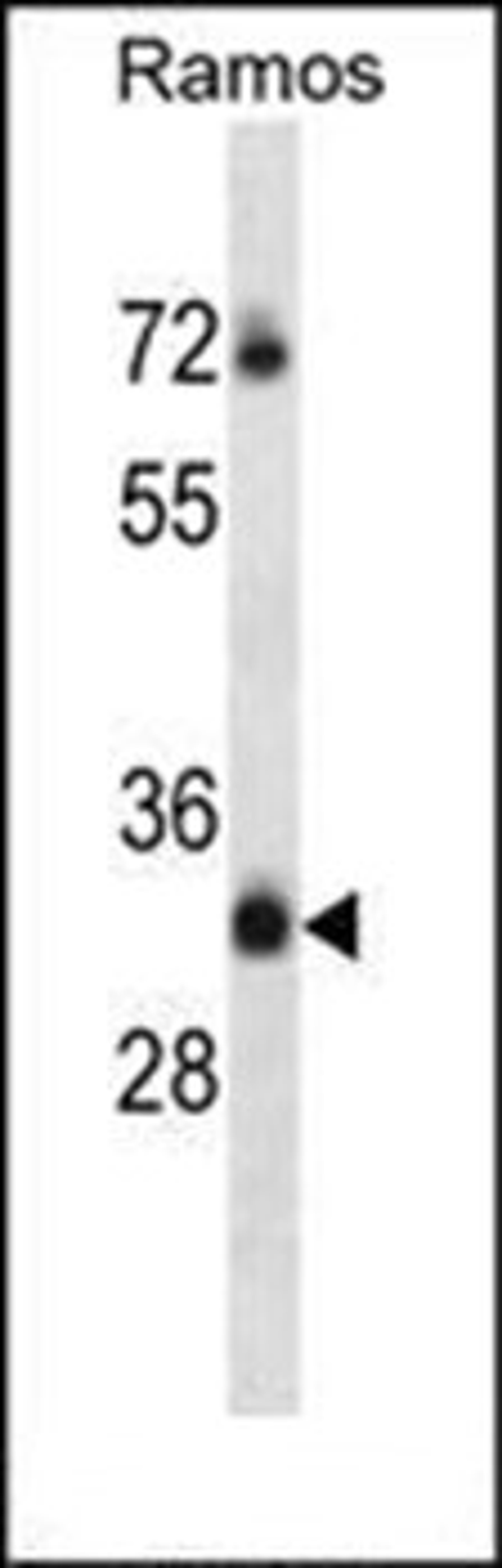 Western blot analysis of Ramos cell line lysates (35ug/lane) using TM55B antibody (C-term)