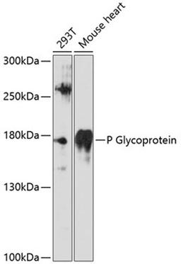 Western blot - P Glycoprotein antibody (A11758)