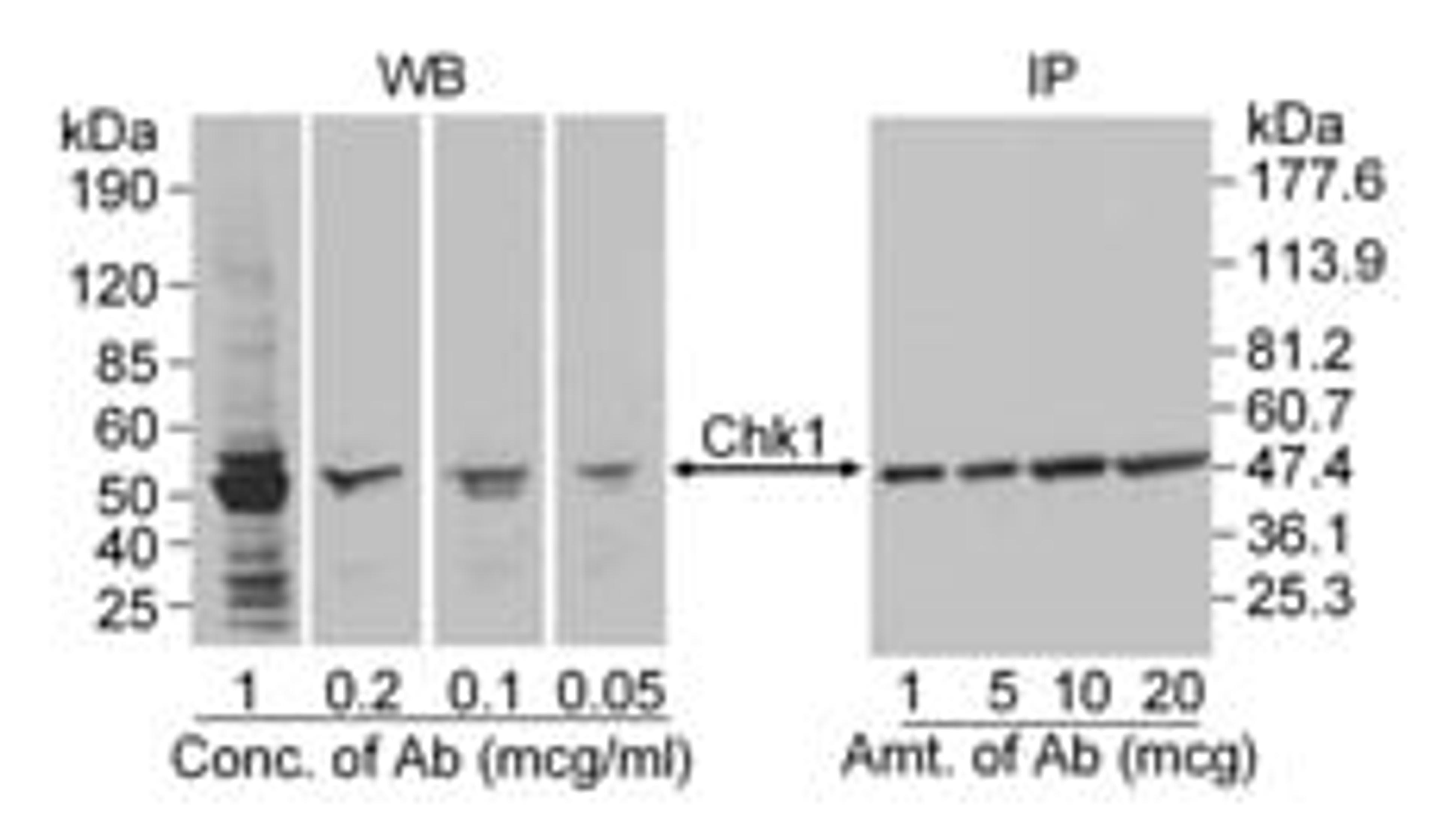 Detection of human Chk1 by western blot and immunoprecipitation.