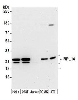 Detection of human and mouse RPL14 by western blot.