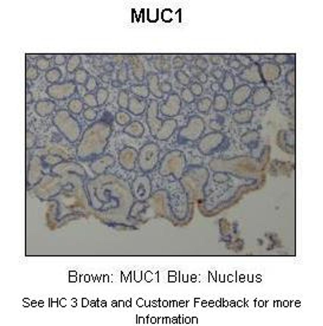 Antibody used in IHC on Human stomach at 1:500.