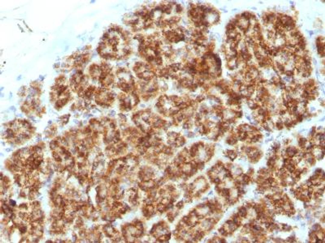 Immunohistochemistry-Paraffin: MAML2 Antibody (MAML2/1302) [NBP2-47649] - Formalin-fixed, paraffin-embedded Human Pancreas   stained with MAML2 Monoclonal Antibody (MAML2/1302).