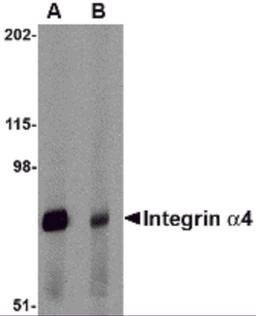 Western blot analysis of Integrin alpha 4 in rat spleen tissue lysate with Integrin alpha 4 antibody at 1 μg/mL in (A) the absence and (B) the presence of blocking peptide.