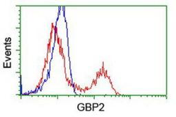 Flow Cytometry: GBP2 Antibody (5C8) [NBP1-47768] - HEK293T cells transfected with either overexpression plasmid (Red) or empty vector control plasmid (Blue) were immunostained by anti-GBP2 antibody, and then analyzed by flow cytometry.