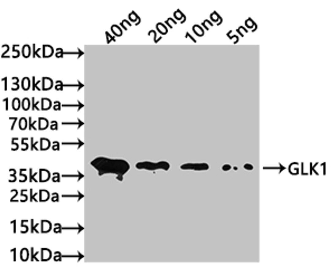 Western Blot. Positive WB detected in: recombinant protein. All lanes: GLK1 Antibody at 1:1000. Secondary. Goat polyclonal to rabbit IgG at 1/50000 dilution. Predicted band size: 37 kDa. Observed band size: 37 kDa. 