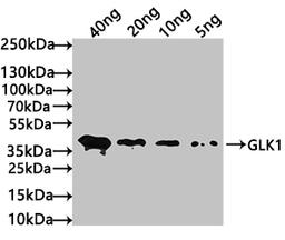 Western Blot. Positive WB detected in: recombinant protein. All lanes: GLK1 Antibody at 1:1000. Secondary. Goat polyclonal to rabbit IgG at 1/50000 dilution. Predicted band size: 37 kDa. Observed band size: 37 kDa. 