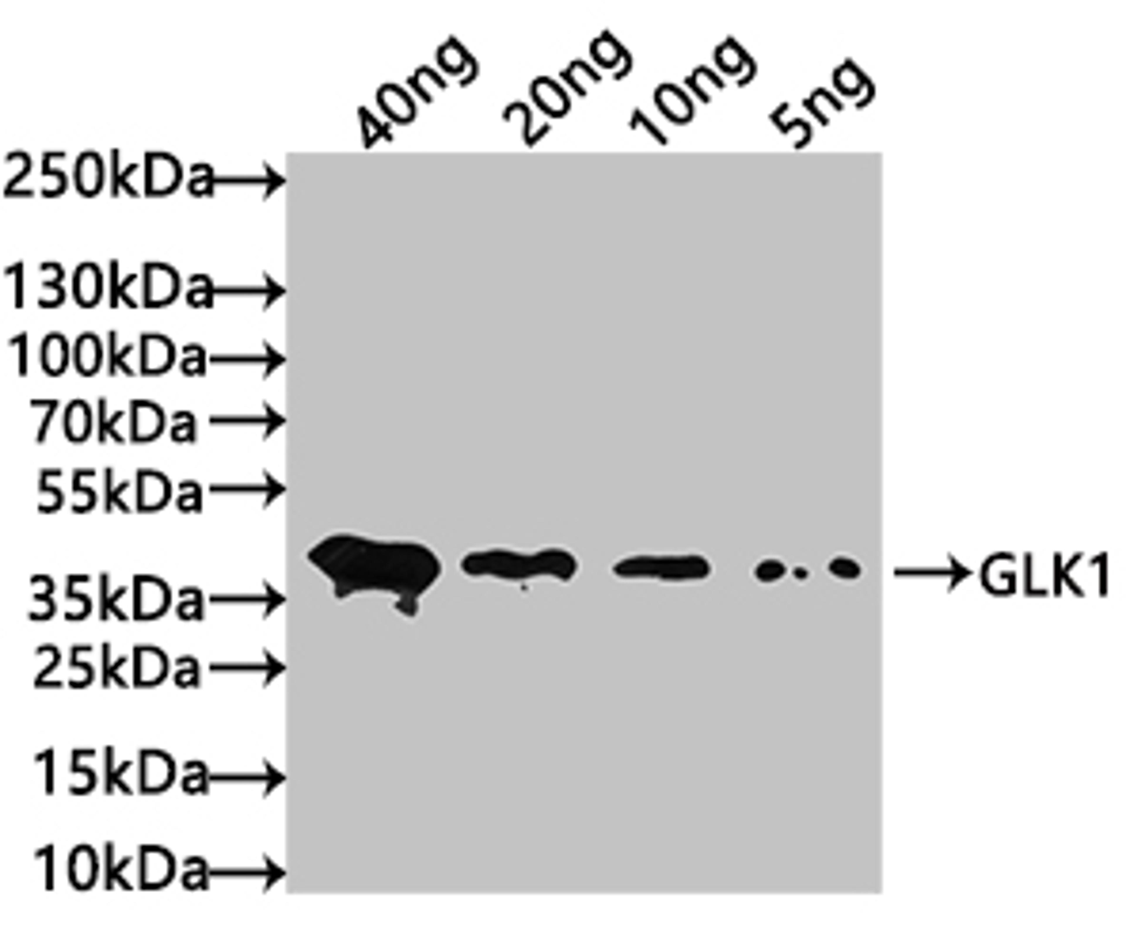 Western Blot. Positive WB detected in: recombinant protein. All lanes: GLK1 Antibody at 1:1000. Secondary. Goat polyclonal to rabbit IgG at 1/50000 dilution. Predicted band size: 37 kDa. Observed band size: 37 kDa. 