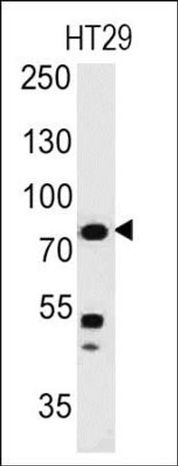 Western Blot: Moesin Antibody (MSN491) [NBP2-32875] - Analysis using the Azide and BSA Free version of NBP2-32875. Detection of Moesin in human HT29 Cells.