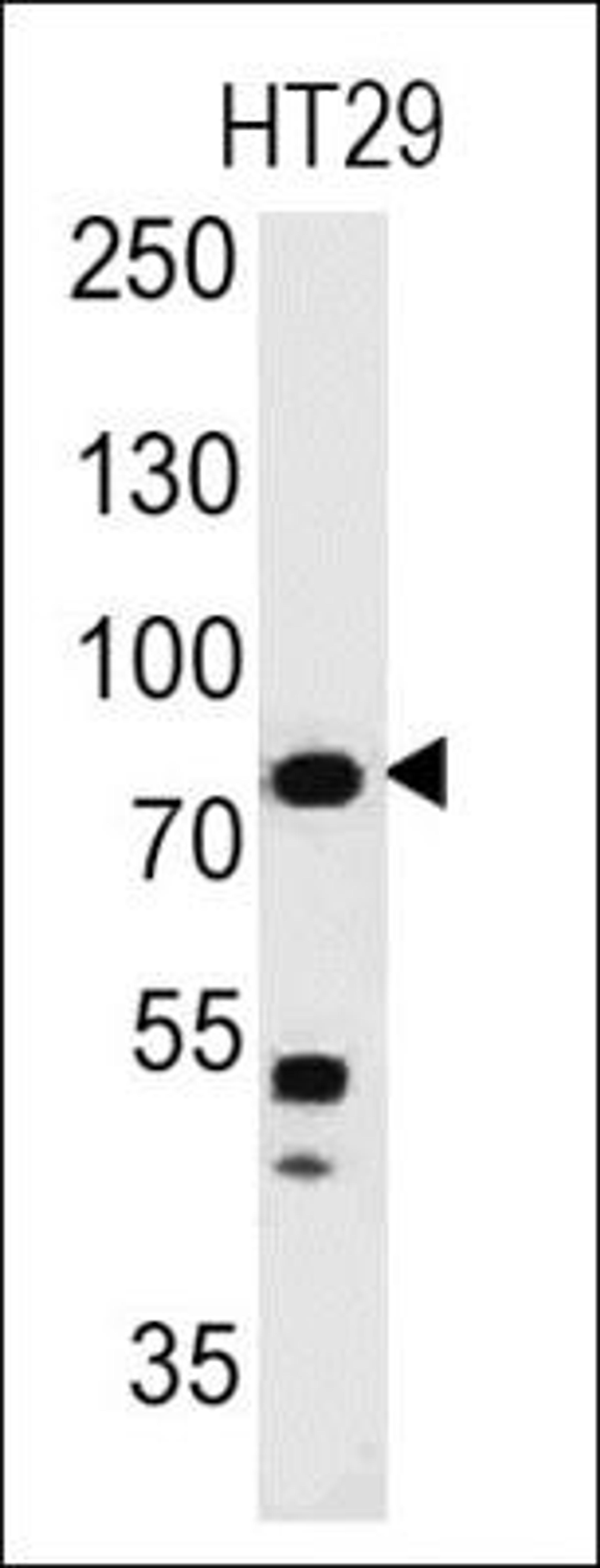 Western Blot: Moesin Antibody (MSN491) [NBP2-32875] - Analysis using the Azide and BSA Free version of NBP2-32875. Detection of Moesin in human HT29 Cells.