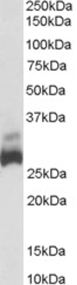 46-345 (0.03ug/ml) staining of Human Liver lysate (35ug protein in RIPA buffer). Primary incubation was 1 hour. Detected by chemiluminescence.