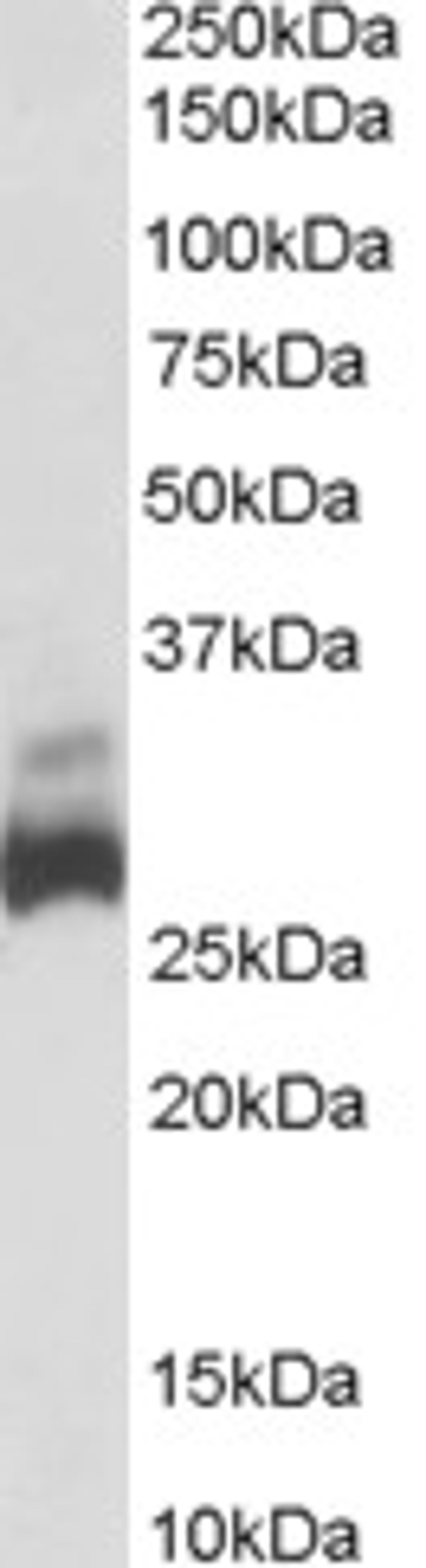 46-345 (0.03ug/ml) staining of Human Liver lysate (35ug protein in RIPA buffer). Primary incubation was 1 hour. Detected by chemiluminescence.