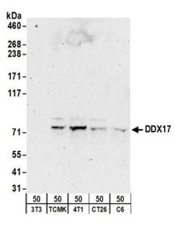 Detection of mouse and rat DDX17 by western blot.