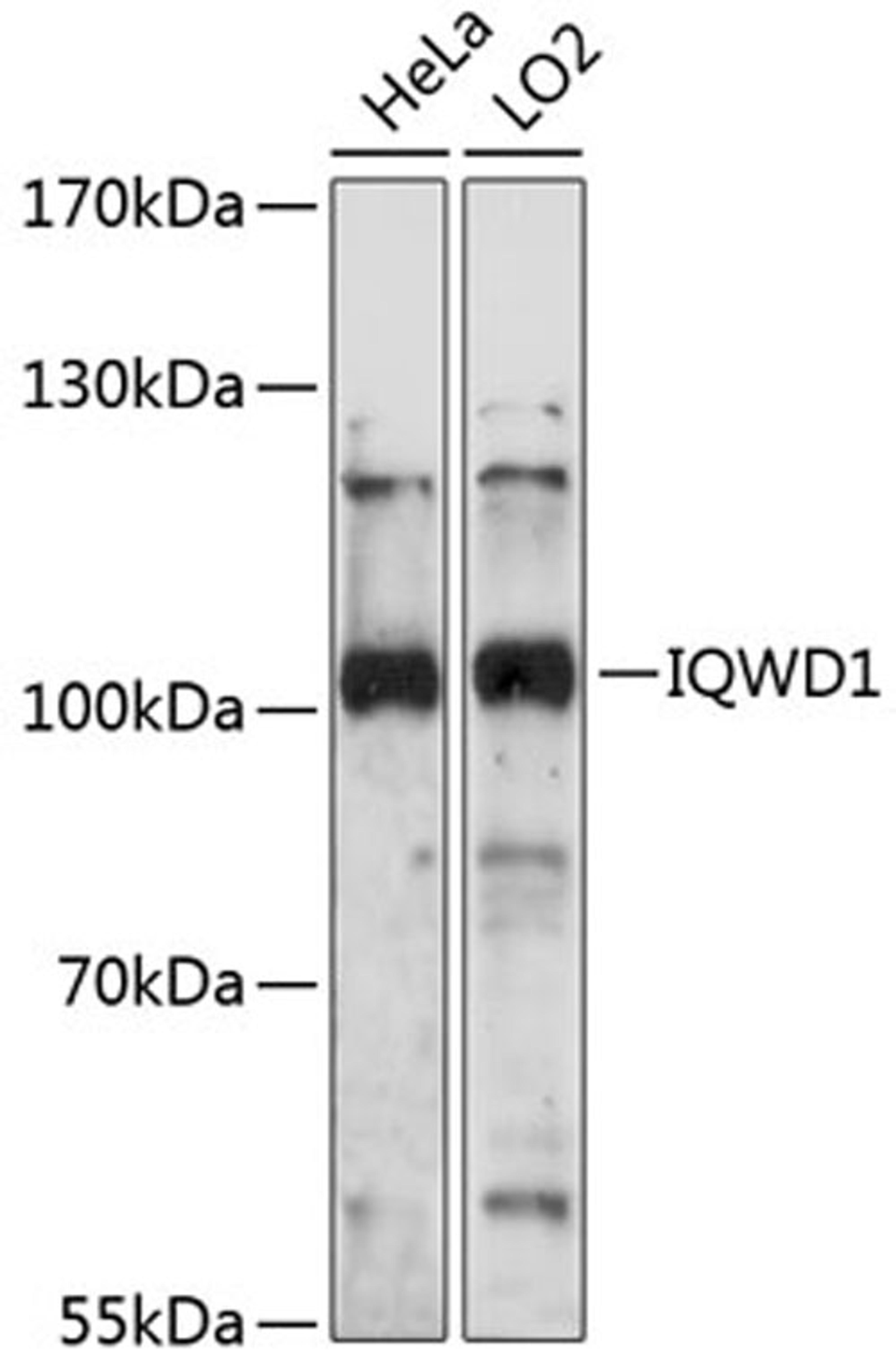 Western blot - IQWD1 antibody (A14286)