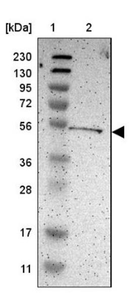 Western Blot: KIAA0513 Antibody [NBP1-86075] - Lane 1: Marker [kDa] 230, 130, 95, 72, 56, 36, 28, 17, 11<br/>Lane 2: Human cell line RT-4