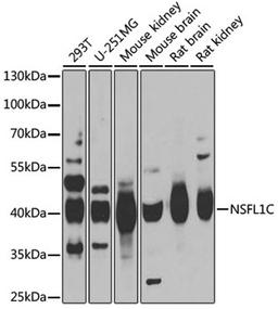 Western blot - NSFL1C antibody (A6677)