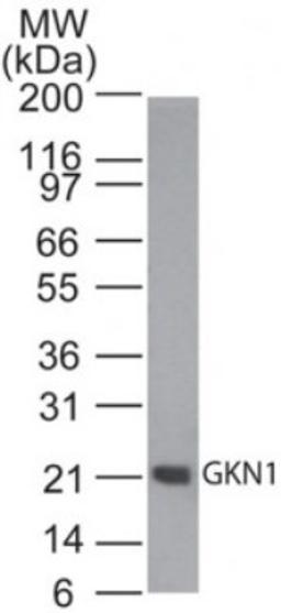 Western Blot: Gastrokine 1 Antibody [NBP2-24766] - Analysis of GKN1 in human stomach tissue lysate using this antibody. 1 ug/ml. Goat anti-rabbit Ig HRP secondary antibody and PicoTect ECL substrate solution were used for this test.