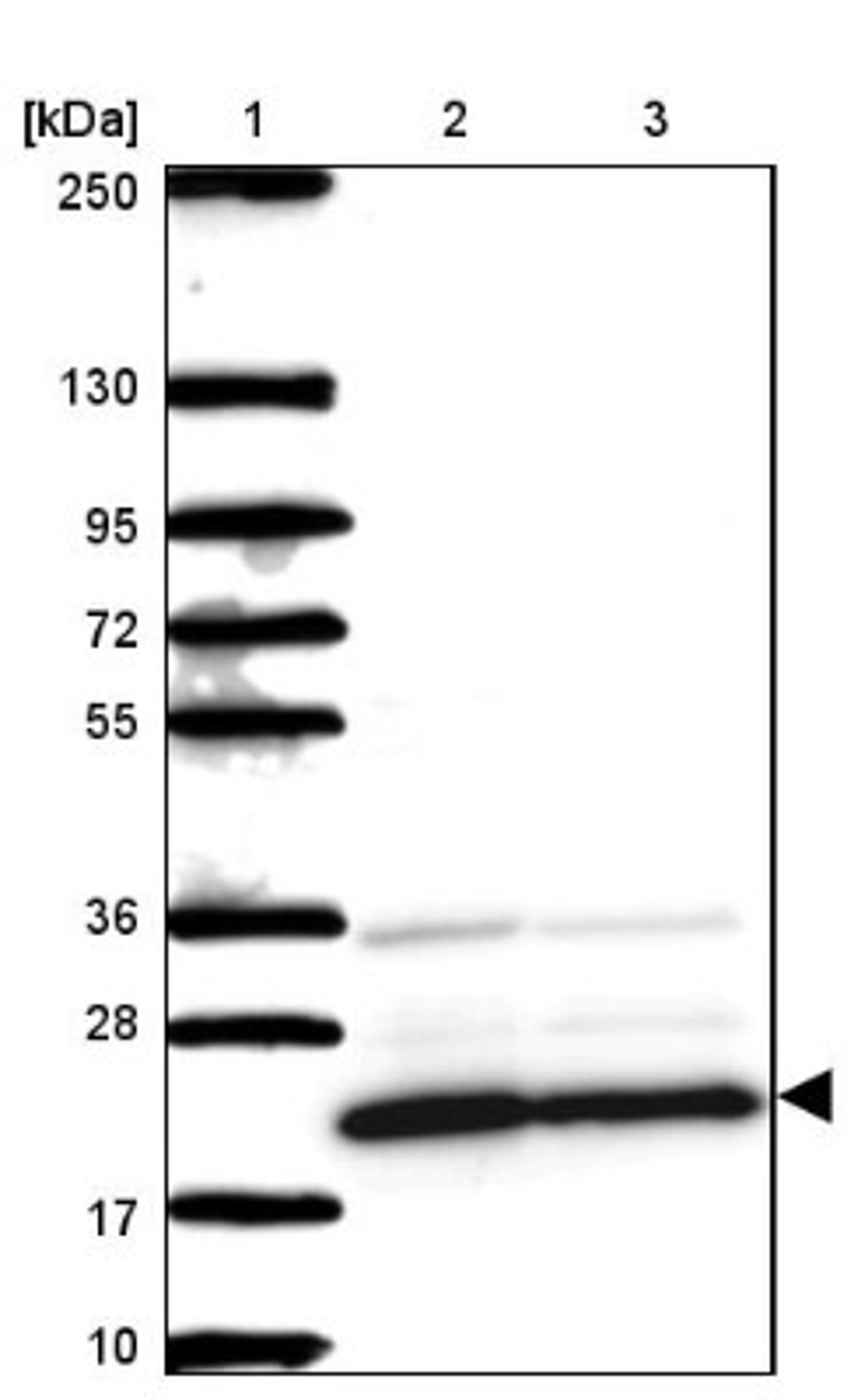 Western Blot: NDUFAF2 Antibody [NBP2-47359] - Lane 1: Marker [kDa] 250, 130, 95, 72, 55, 36, 28, 17, 10.  Lane 2: Human cell line RT-4.  Lane 3: Human cell line U-251MG.