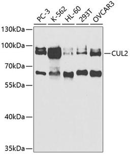 Western blot - CUL2 antibody (A5308)