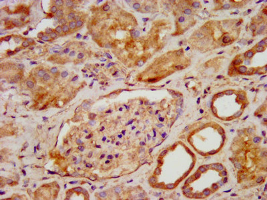IHC image of CSB-PA885740LA01HU diluted at 1:600 and staining in paraffin-embedded human kidney tissue performed on a Leica BondTM system. After dewaxing and hydration, antigen retrieval was mediated by high pressure in a citrate buffer (pH 6.0). Section was blocked with 10% normal goat serum 30min at RT. Then primary antibody (1% BSA) was incubated at 4&deg;C overnight. The primary is detected by a biotinylated secondary antibody and visualized using an HRP conjugated SP system.