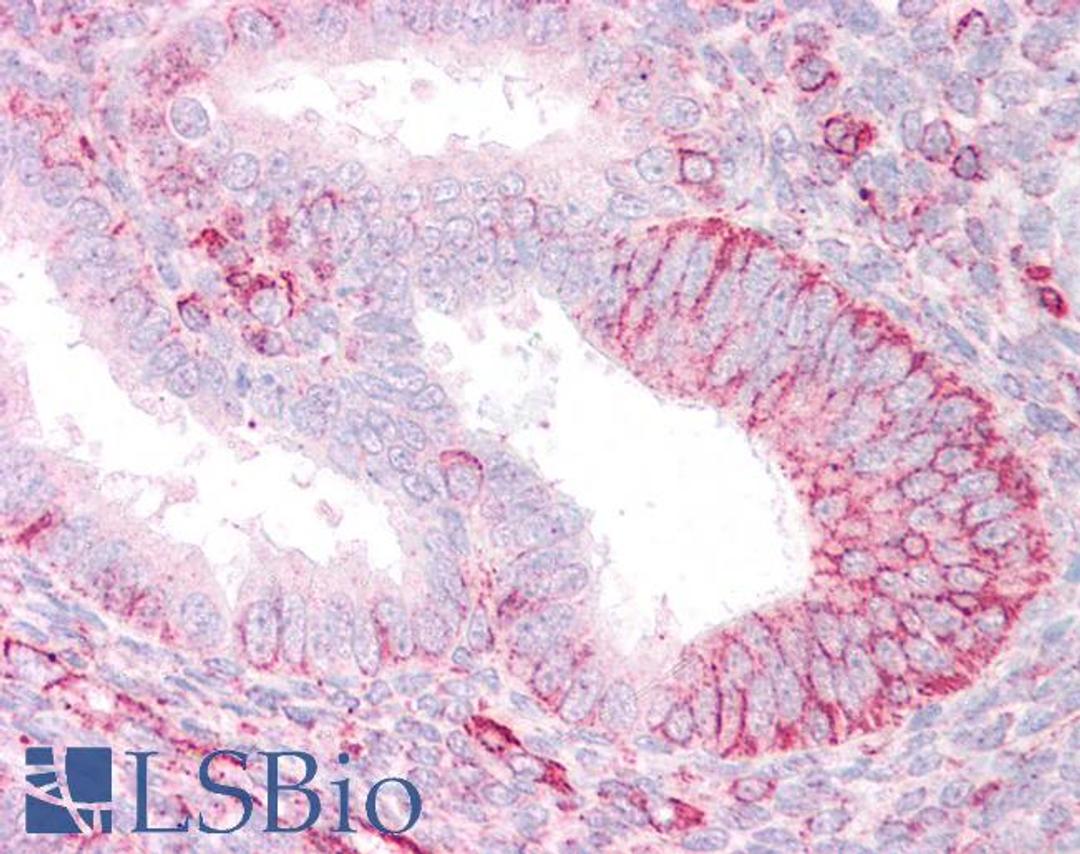 46-307 (3.75ug/ml) staining of paraffin embedded Human Uterus. Steamed antigen retrieval with citrate buffer pH 6, AP-staining.