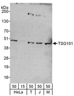 Detection of human and mouse TSG101 by western blot.