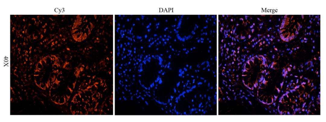 Immunofluorescence analysis of pig large intestines tissue using TIMP1 antibody (5 ug/ml)