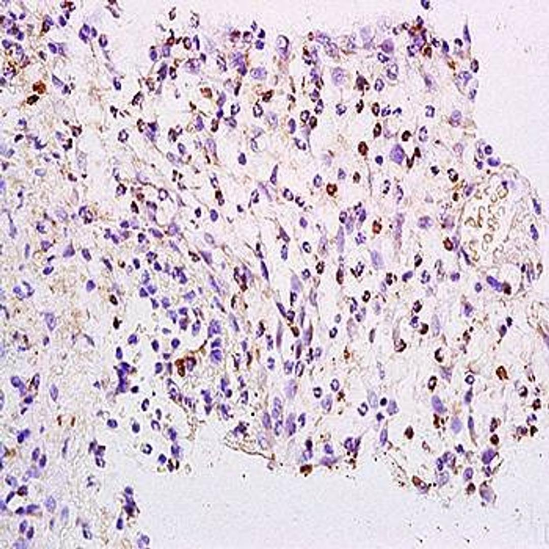 Immunohistochemical analysis of formalin-fixed and paraffin embedded rat colon tissue (dilution at:1:200) using FOXJ1 antibody