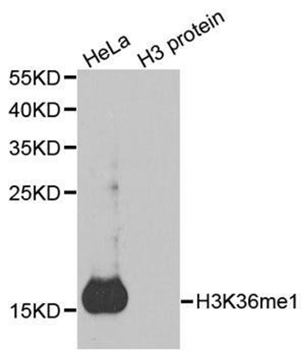 Western blot analysis of extracts of HeLa cell line and H3 protein expressed in E.coli using HIST3H3 antibody