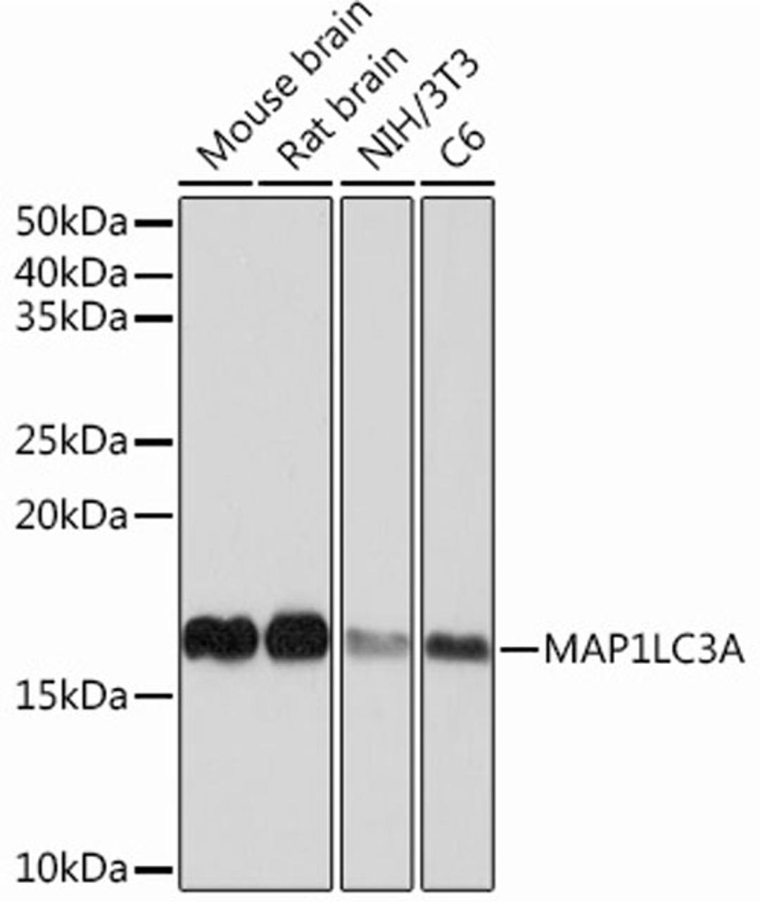 Western blot - MAP1LC3A Rabbit mAb (A12319)