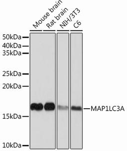 Western blot - MAP1LC3A Rabbit mAb (A12319)