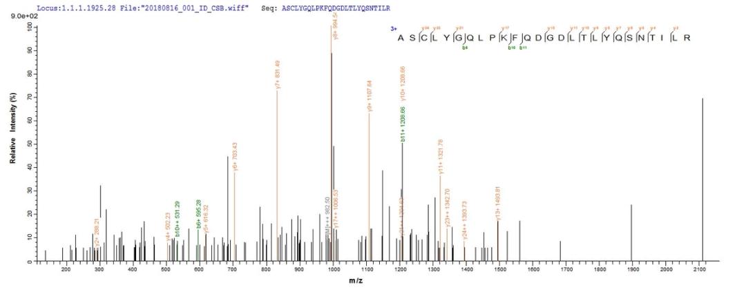 Based on the SEQUEST from database of E.coli host and target protein, the LC-MS/MS Analysis result of CSB-EP009989HUe0 could indicate that this peptide derived from E.coli-expressed Homo sapiens (Human) GSTP1.