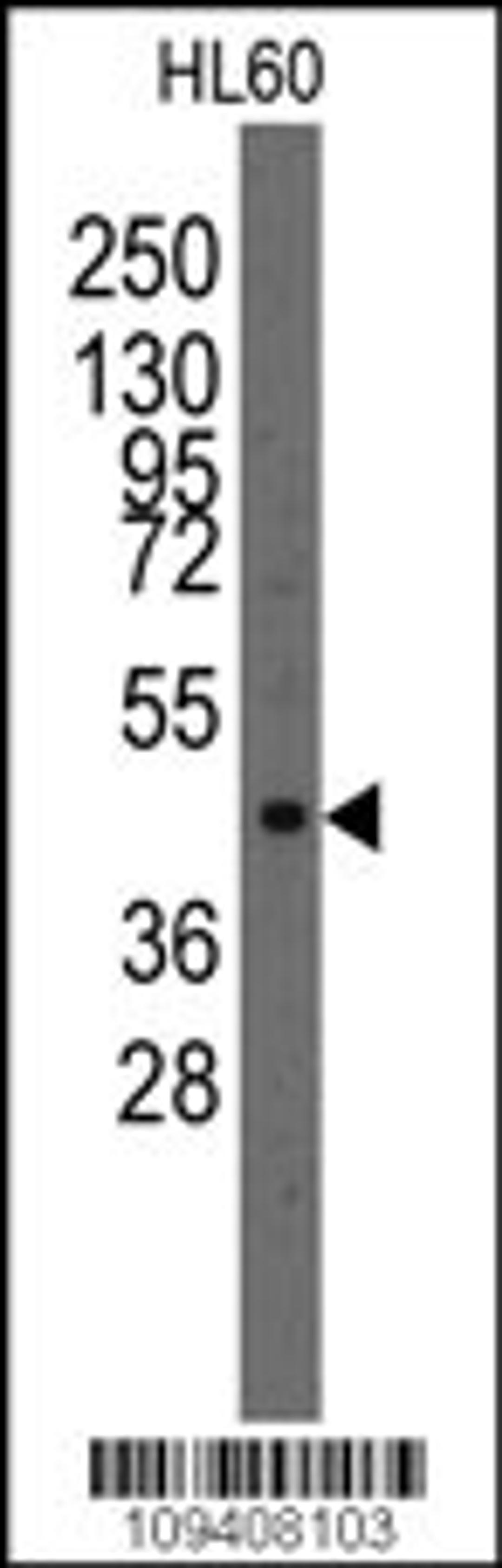 Western blot analysis of anti-Lmx1a Pab in HL60 cell line lysates (35ug/lane).