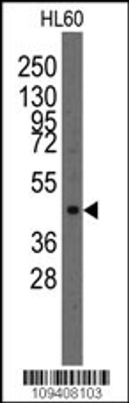 Western blot analysis of anti-Lmx1a Pab in HL60 cell line lysates (35ug/lane).