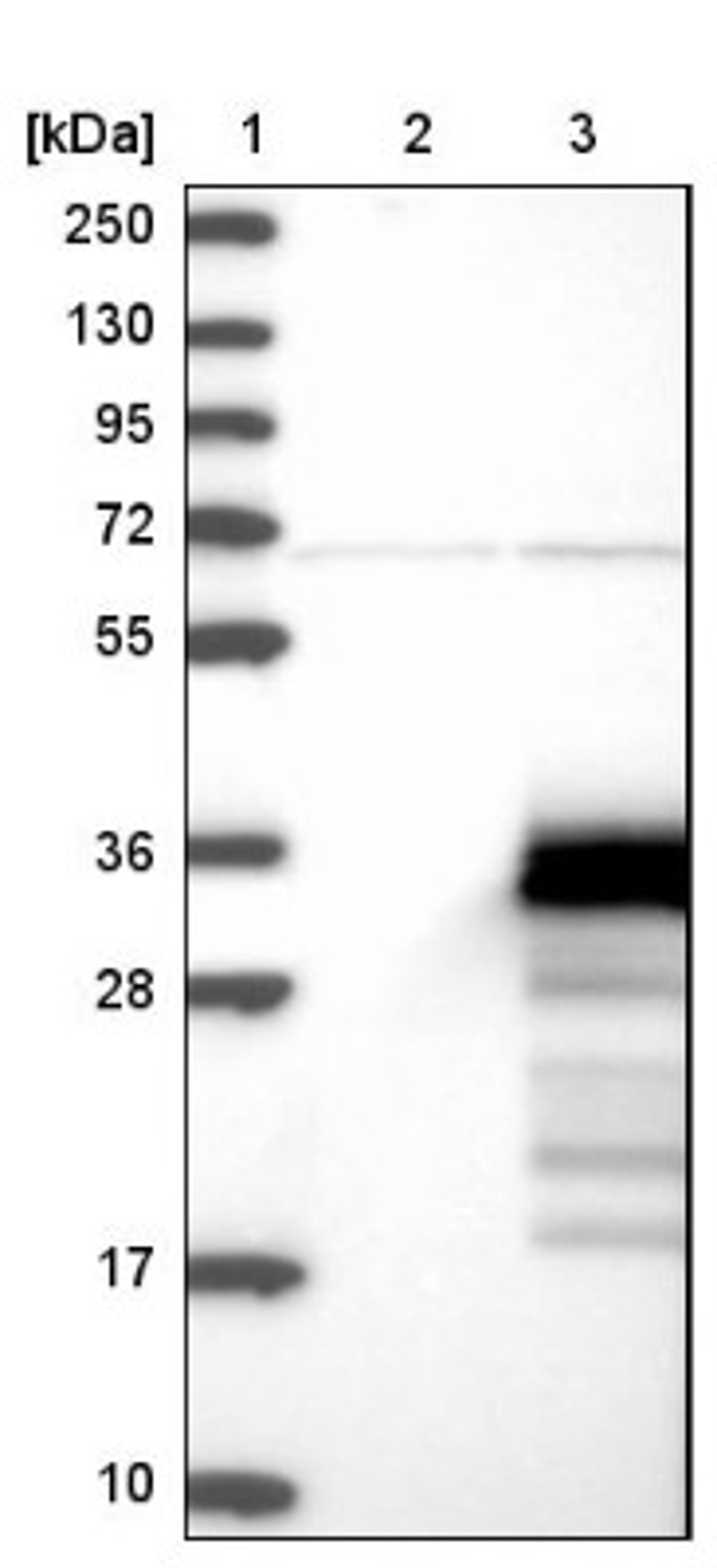 Western Blot: ZCCHC24 Antibody [NBP1-88536] - Lane 1: Marker [kDa] 250, 130, 95, 72, 55, 36, 28, 17, 10<br/>Lane 2: Negative control (vector only transfected HEK293T lysate)<br/>Lane 3: Over-expression lysate (Co-expressed with a C-terminal myc-DDK tag (~3.1 kDa) in mammalian HEK293T cells, LY407079)