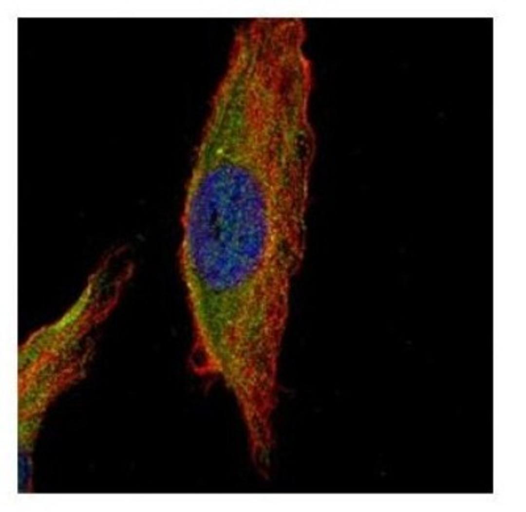 Immunocytochemistry/Immunofluorescence: UNC13B Antibody [NBP1-33037] - Analysis of methanol-fixed HeLa, using UNC13B antibody (Green) at 1:500 dilution. Alpha-tubulin filaments were labeled with an alpha Tubulin antibody (Red) at 1:2000.