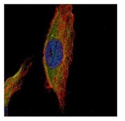 Immunocytochemistry/Immunofluorescence: UNC13B Antibody [NBP1-33037] - Analysis of methanol-fixed HeLa, using UNC13B antibody (Green) at 1:500 dilution. Alpha-tubulin filaments were labeled with an alpha Tubulin antibody (Red) at 1:2000.